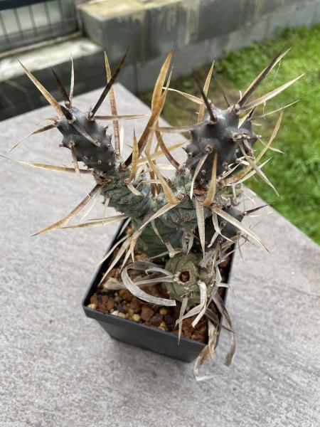 Tephrocactus papyracanthus